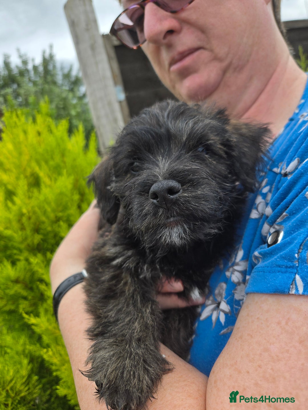 Mixed Breed dogs for sale: F1 Westipoos  - Image 27