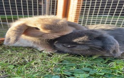 Mini Lop rabbits for sale: 2 mini lops - Image 1