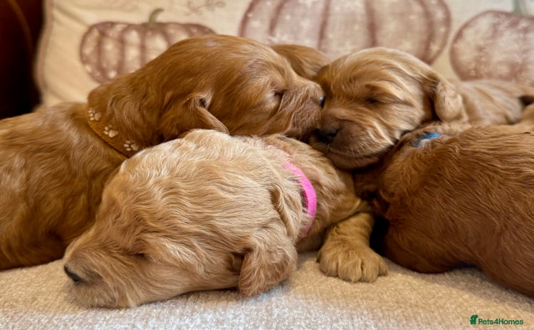 Cavapoo dogs - Advert 4