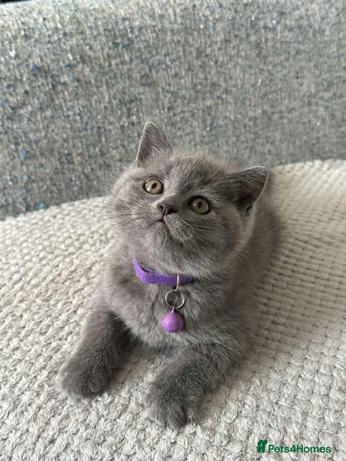 British Shorthair cats 🐱 Beautiful British Shorthair kittens  - Advert 1