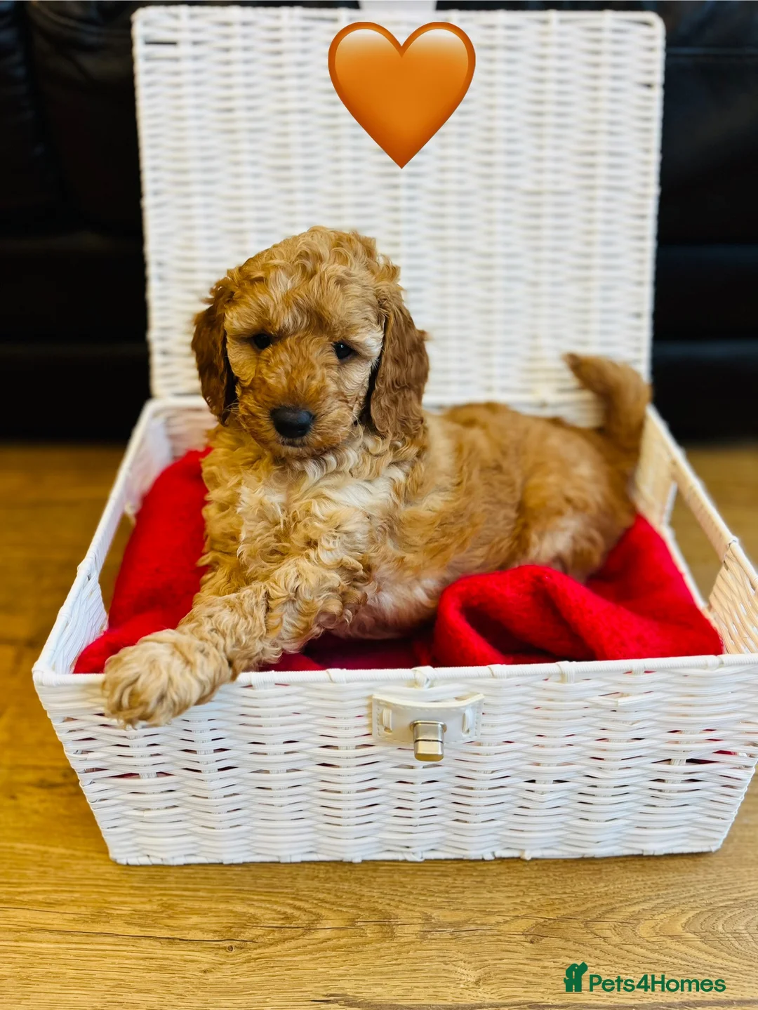 Cockapoo dogs for sale: Cockapoo Puppies - Advert 6