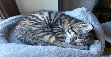 Mixed Breed cats - Advert 6