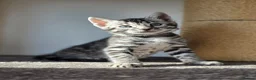 Bengal cats for sale: Gorgeous Health Tested Bengal Kittens  - Advert 12
