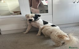 Staffordshire Bull Terrier dogs for sale: Staffie for sale - Image 3