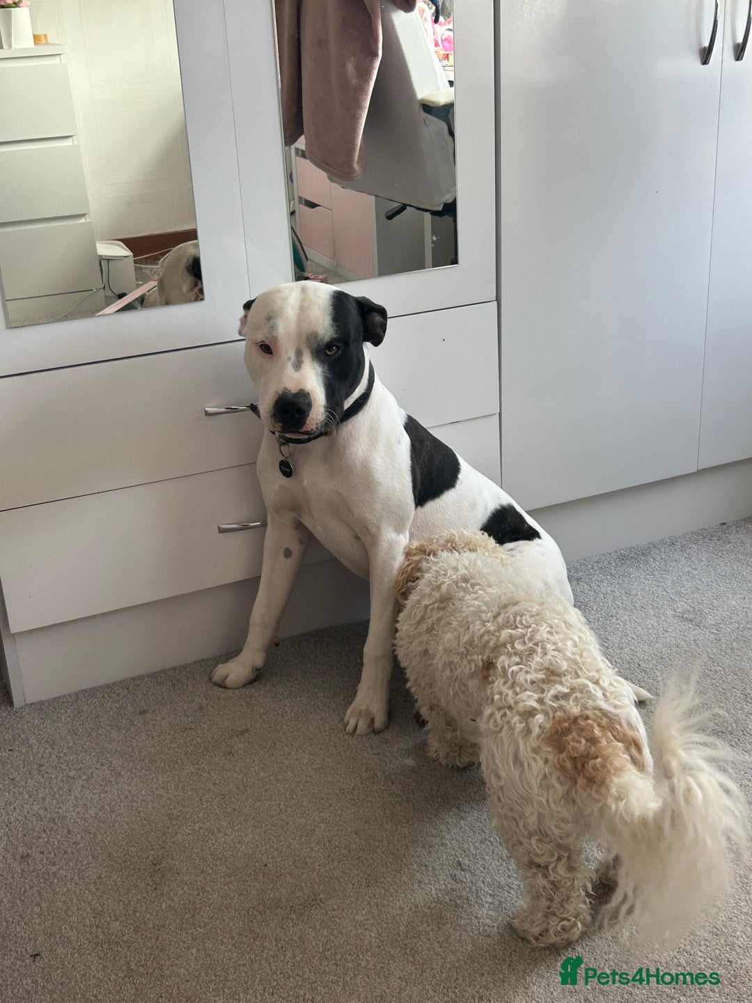 Staffordshire Bull Terrier dogs for sale: Staffie for sale - Image 3