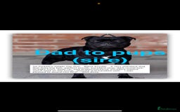 Staffordshire Bull Terrier dogs for sale: Valglo champion cross Bronson line blue/black pups - Image 12