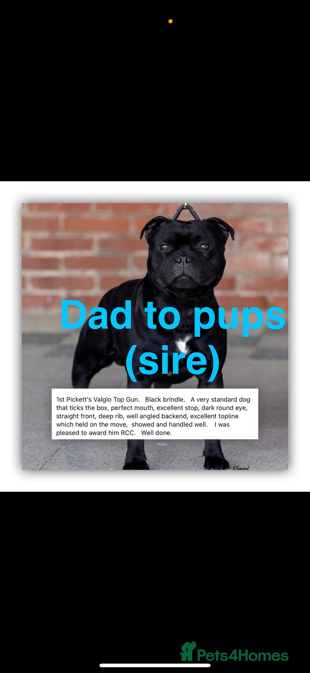 Staffordshire Bull Terrier dogs for sale: Valglo champion cross Bronson line blue/black pups - Image 12