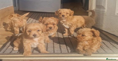 Chipoo dogs - Advert 3