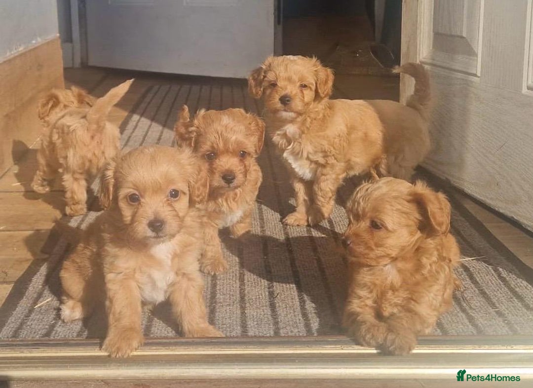 Chipoo dogs for sale: Poodle x Chihuahua  - Image 2