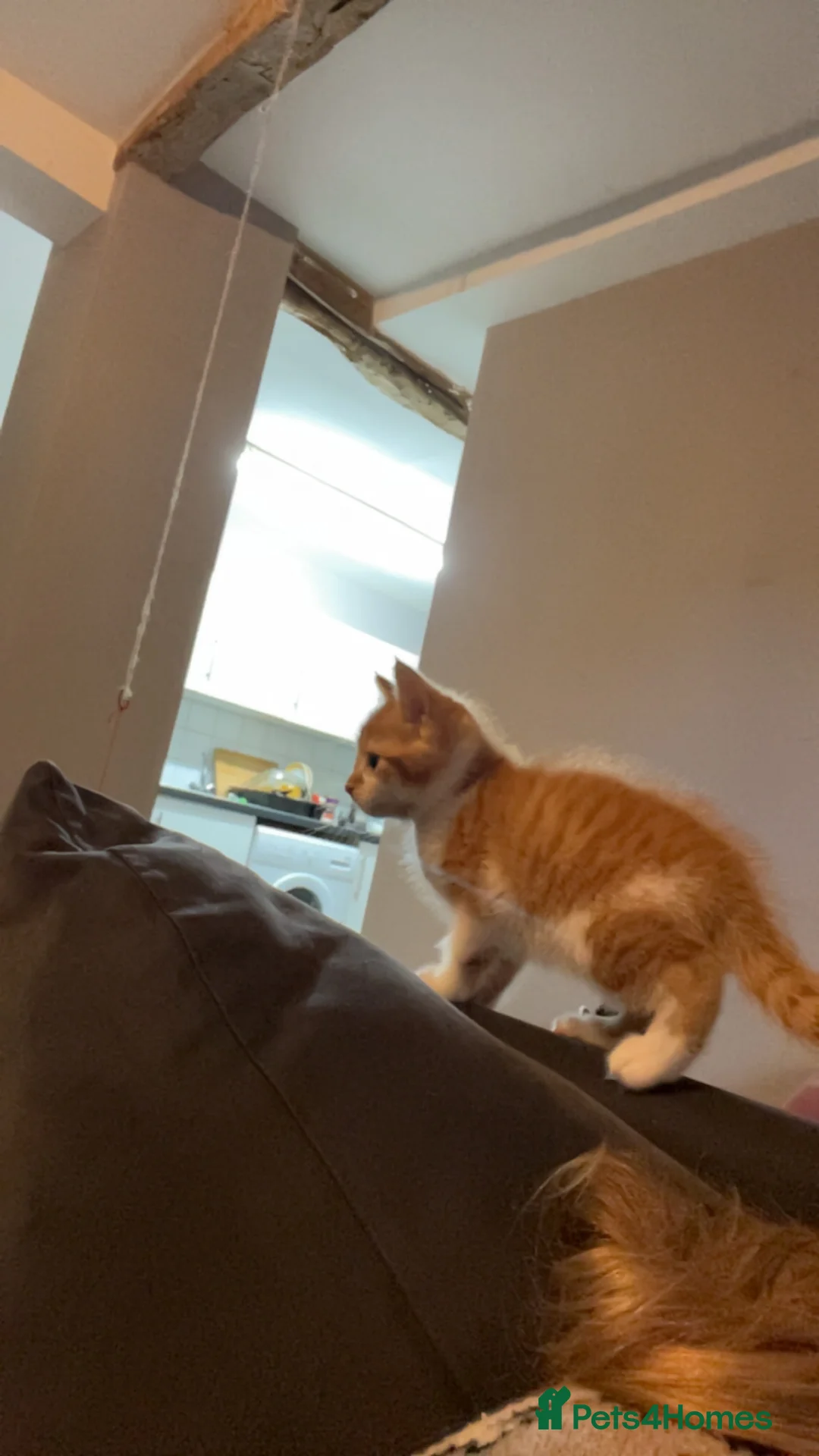 Mixed Breed cats for sale: Ginger kitten - Advert 8