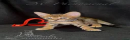 Savannah cats for sale: Exceptional Quality Tica Regist. Savannah kittens - Advert 12