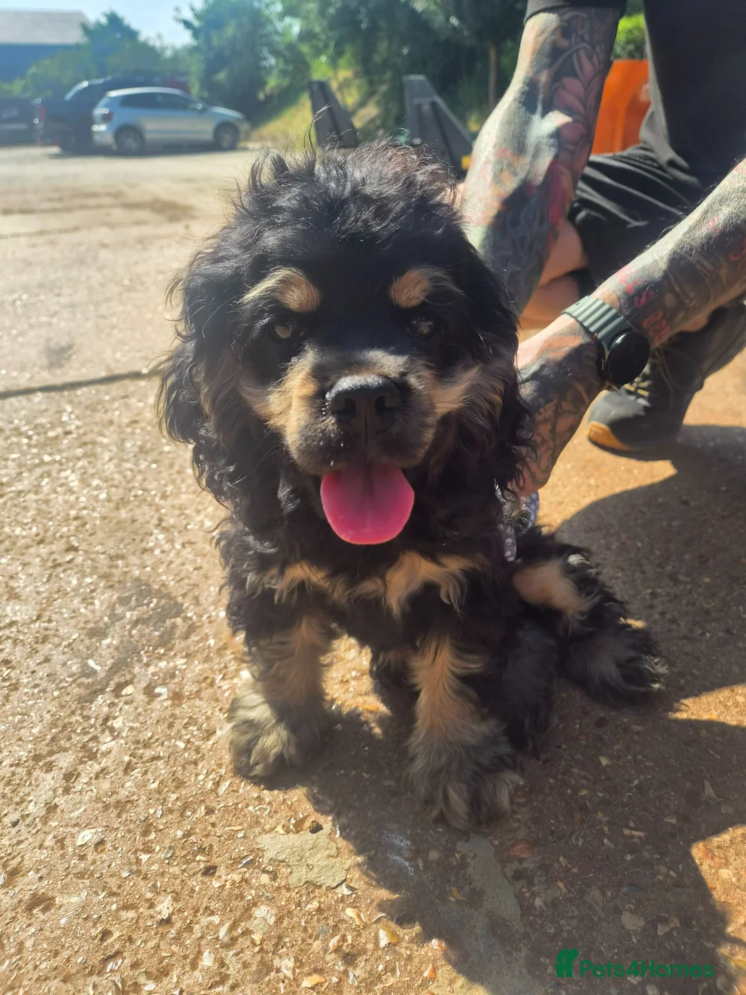 American Cocker Spaniel dogs for sale: stunning KC reg male American Cocker Spaniel - Advert 1