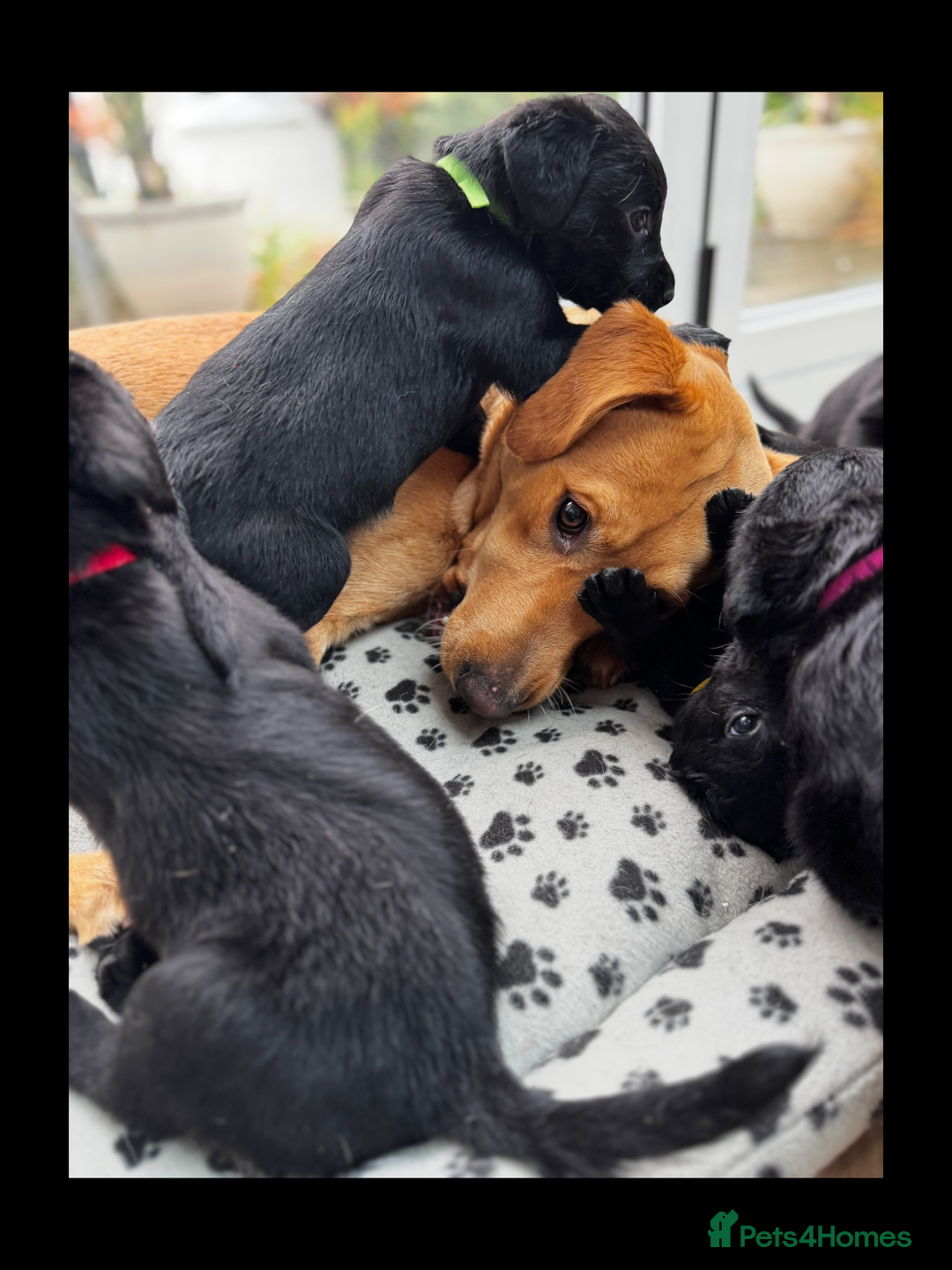 Labrador Retriever dogs for sale: ONLY 2 FEMALES LEFT ready to go  - Image 5
