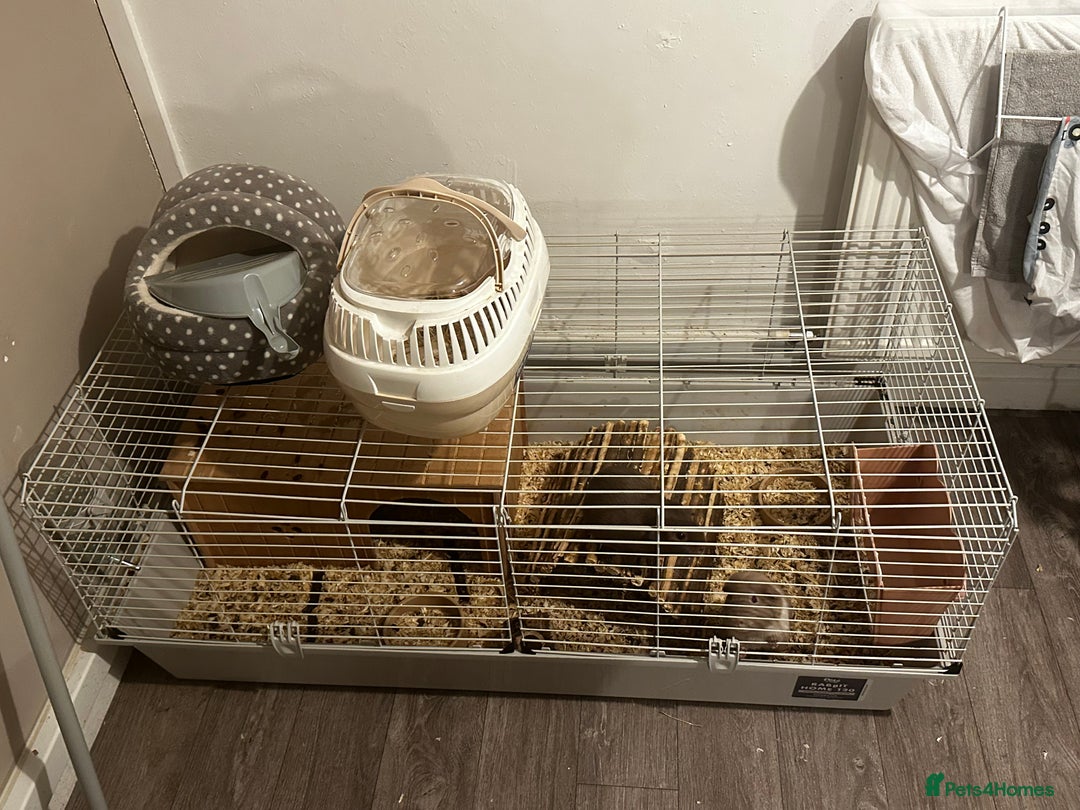 Guinea Pig rodents for sale: Guinea Pig Couple  - Image 1