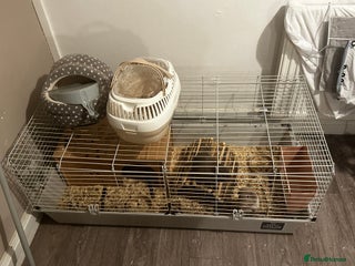Guinea Pig rodents for sale - Advert 1