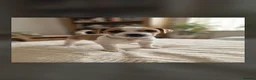 Jack Russell dogs for sale: Jack Russel puppies  - Advert 19