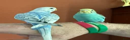 Budgerigars birds for sale: Two Budgies for Sale 🦜 in Nottingham - Advert 4