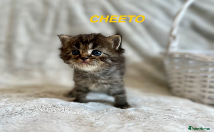 Persian cats - Advert 2