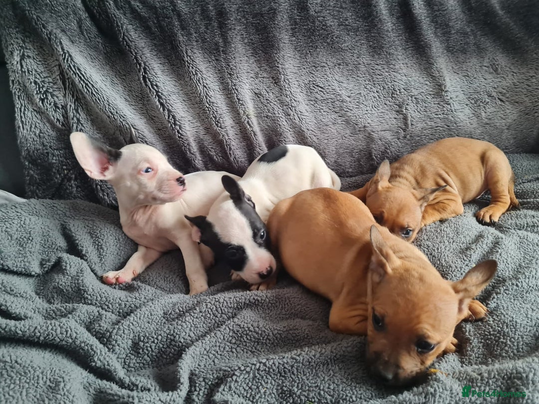 Mixed Breed dogs for sale: Frenglish puppies ready now - Image 5