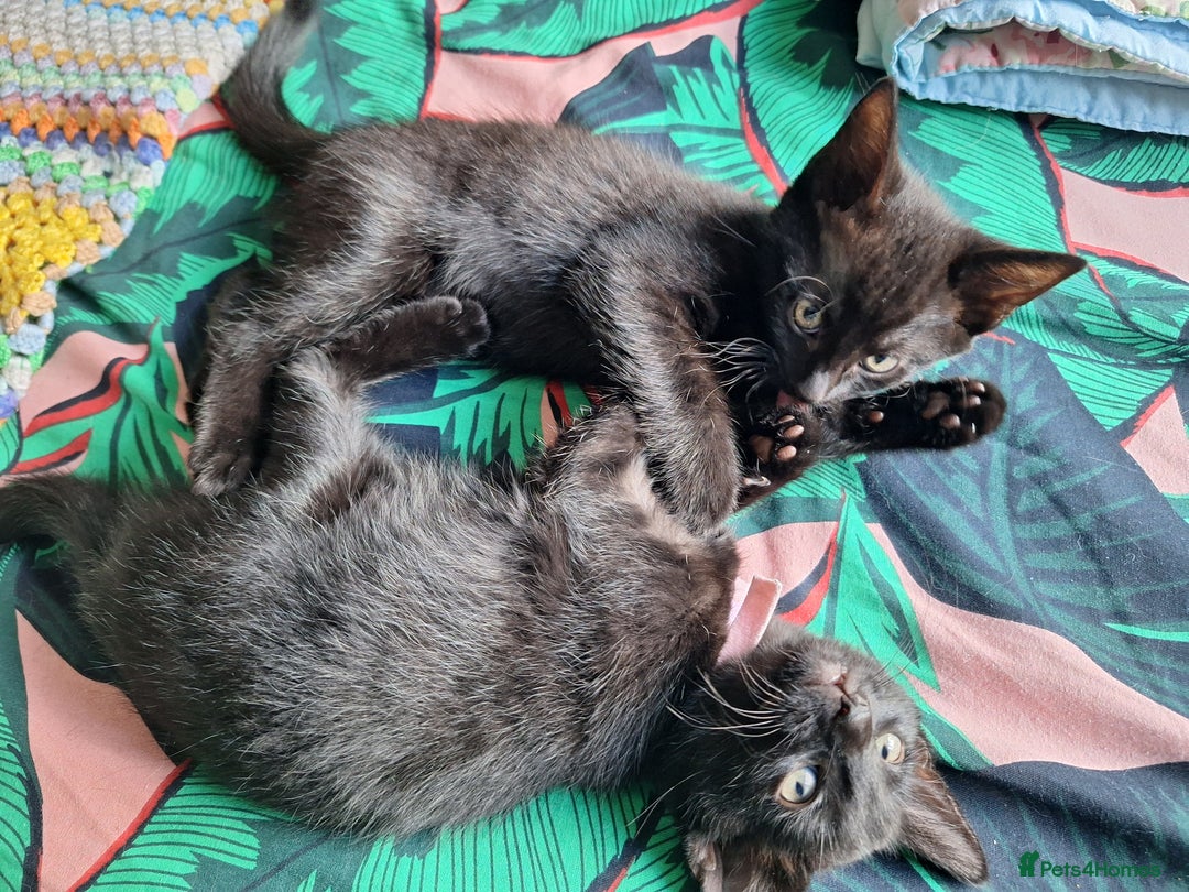 British Shorthair cats for sale: x2 black kittens - Image 4
