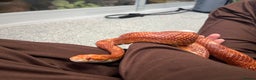 Mixed Breed reptiles for sale: Loads of snakes for rehome!  - Advert 8