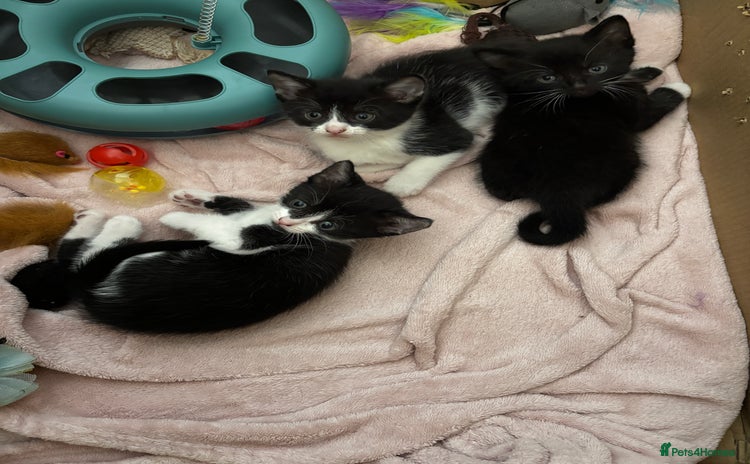 Domestic Shorthair cats - Advert 14