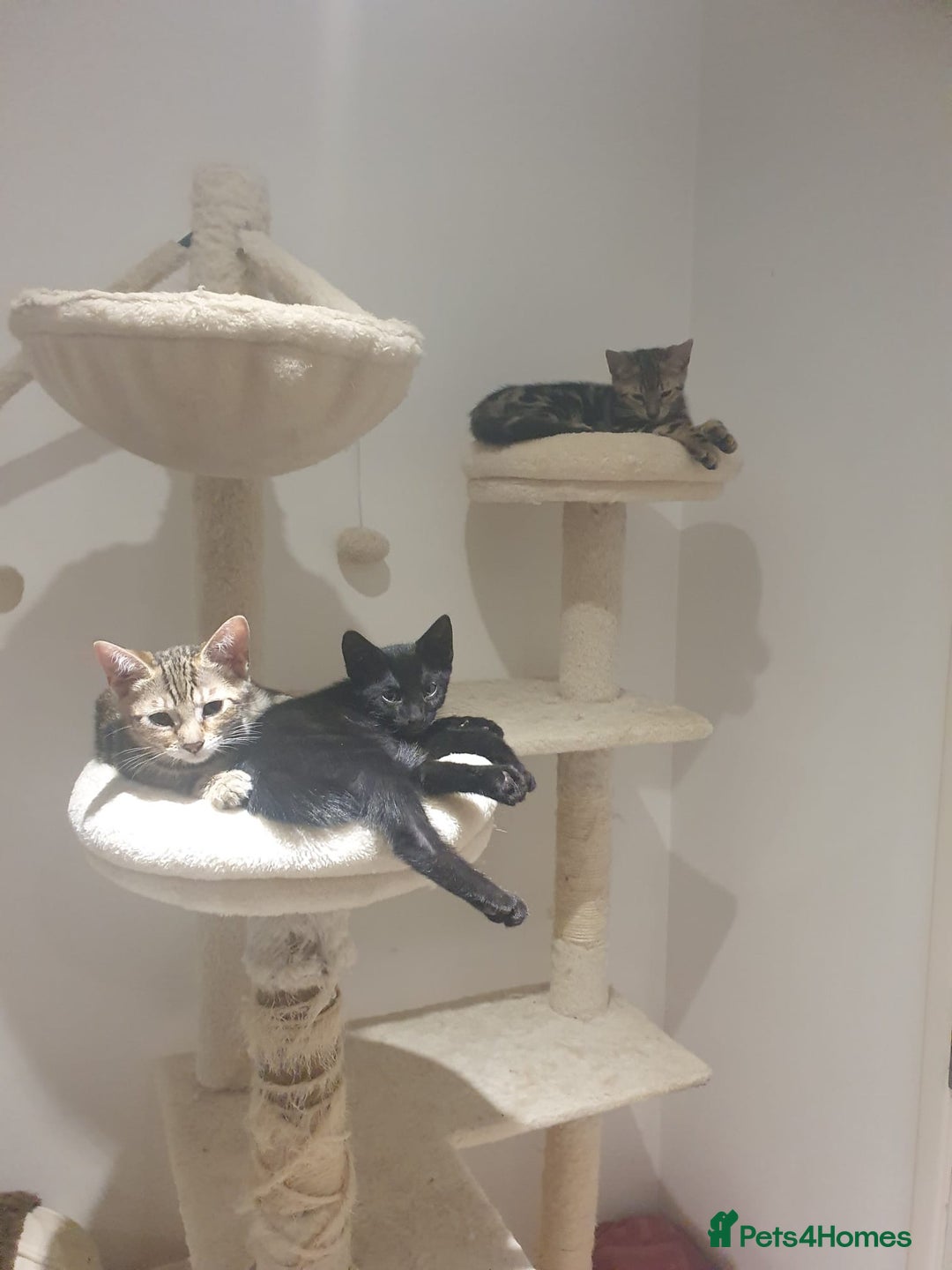 Bengal cats for sale: Bengal kittens - Image 10