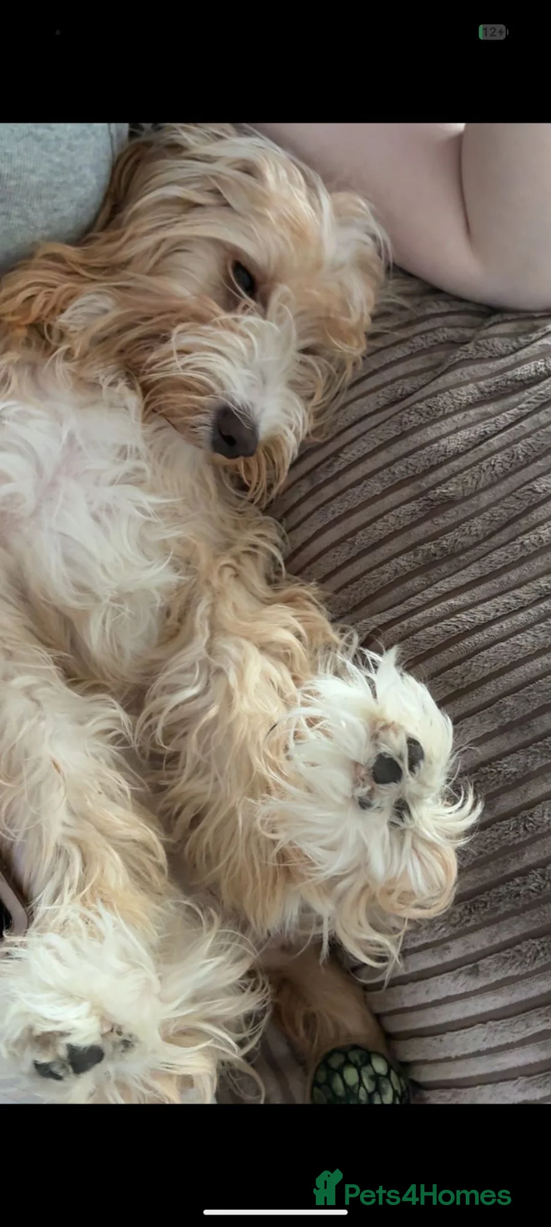 Cockapoo dogs for sale: Female red cockapoo  in Sittingbourne - Advert 5