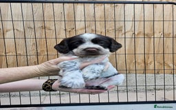 Sprocker dogs for sale: Working Sprocker Pups - Image 5