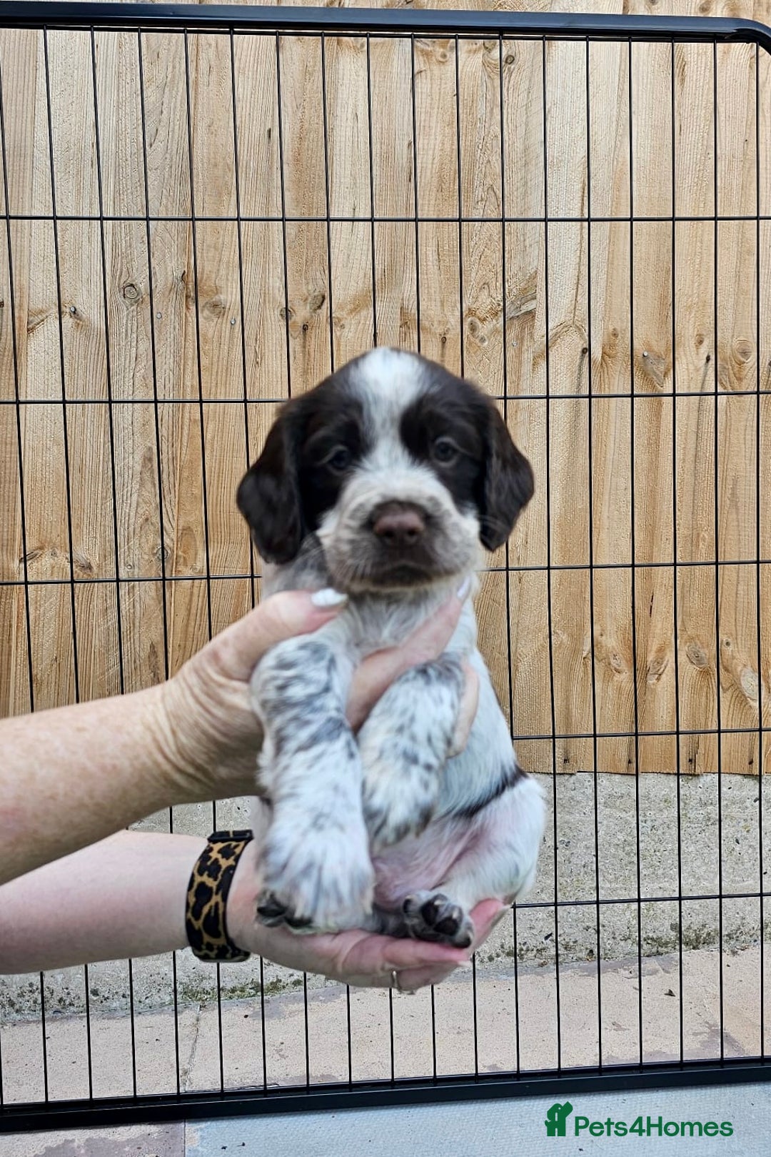 Sprocker dogs for sale: Working Sprocker Pups - Image 5