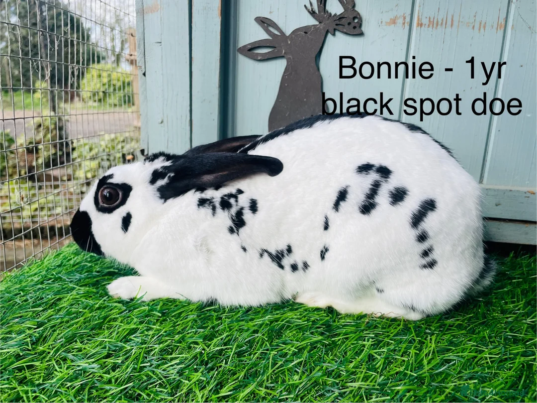 English Spot rabbits for sale: English Spot Rabbits - Advert 13