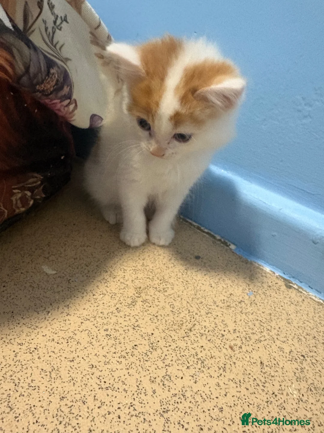 Mixed Breed cats for sale: 2 beautiful boys  - Advert 2