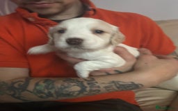 Sprocker dogs for sale: 5 beautiful puppies they were born on the 16/10/25 - Image 4