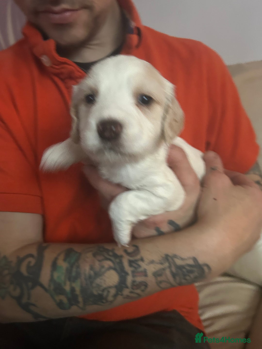 Sprocker dogs for sale: 5 beautiful puppies they were born on the 16/10/25 - Image 4