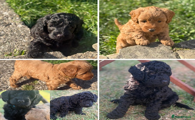 Cockapoo dogs - Advert 5