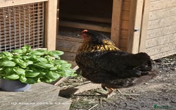 Chickens poultry for sale: 2x Rhode Rock Hens For Sale - Image 8