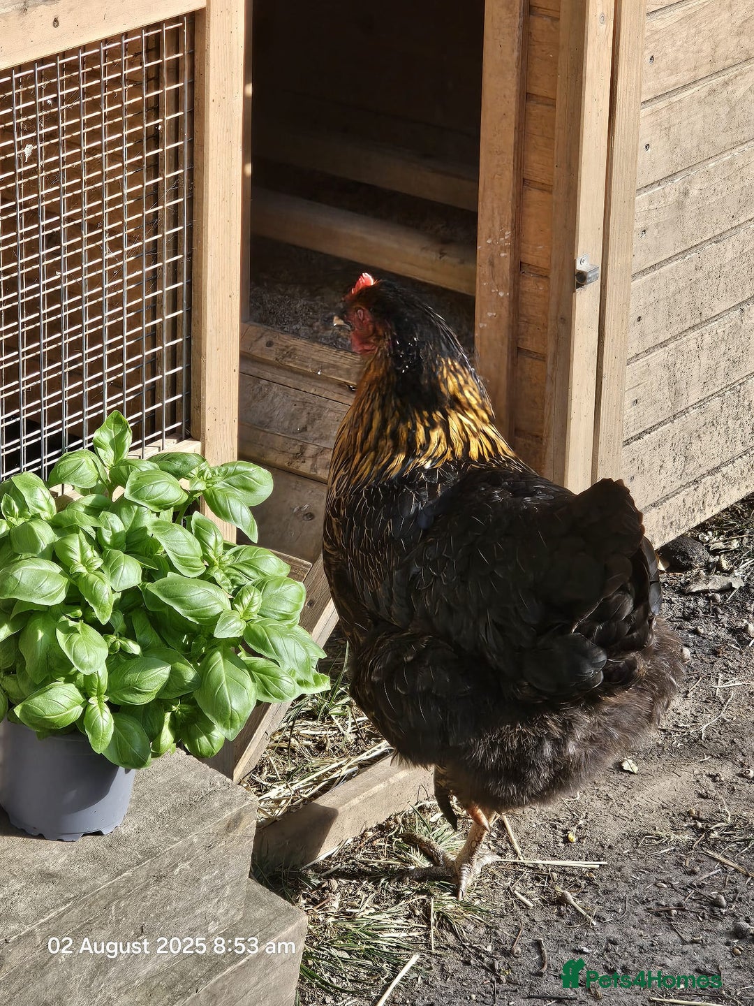 Chickens poultry for sale: 2x Rhode Rock Hens For Sale - Image 8