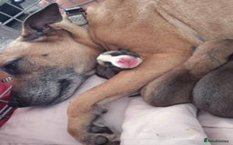 Mixed Breed dogs for sale: Bully cross pups - Image 2
