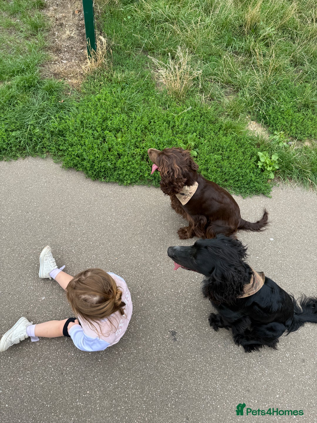 Cocker Spaniel dogs for sale: 6 beautiful Cocker Spaniel puppies.  - Advert 15