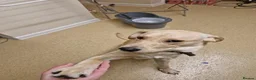 Labrador Retriever dogs for sale: Meet our beautiful girl Precious in Edinburgh - Advert 5
