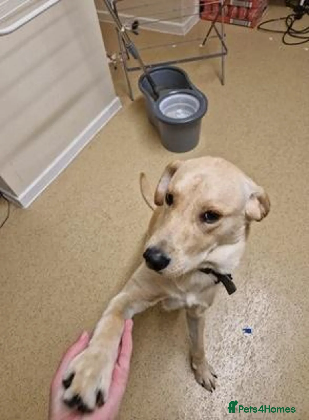 Labrador Retriever dogs for sale: Meet our beautiful girl Precious in Edinburgh - Advert 5