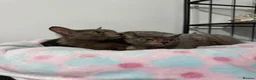 Lykoi cats for sale: Last two Lykoi girls  - Advert 3