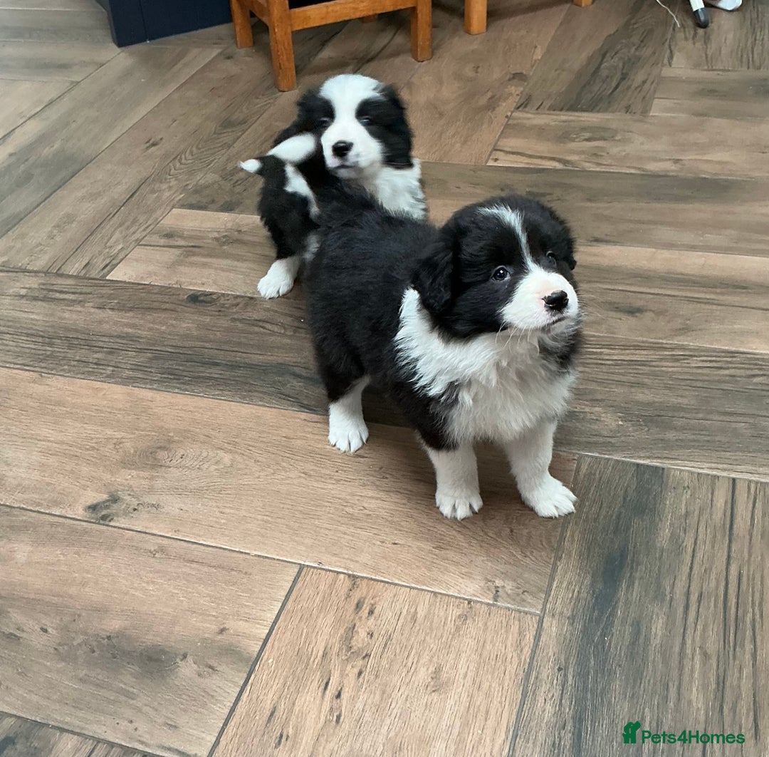 Border Collie dogs for sale: Stunning Border Collie Pups  - Image 7