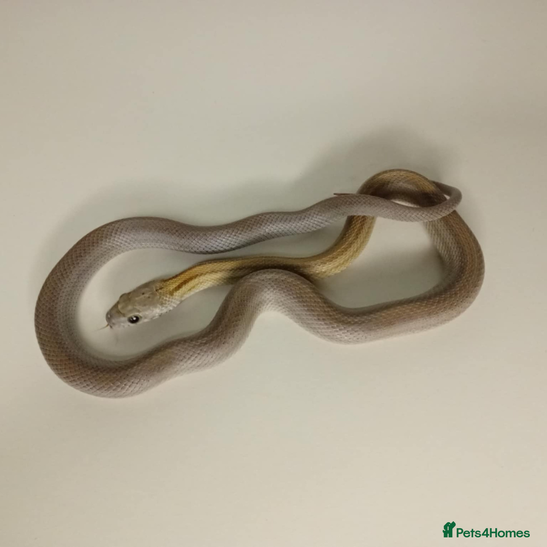 Corn Snake reptiles for sale: Corn Snakes Available UKCB25 - Advert 12