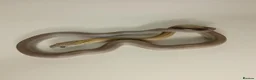Corn Snake reptiles for sale: Corn Snakes Available UKCB25 - Advert 12