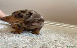 Miniature Dachshund dogs for sale: KC Registered Miniature Dachshund - 2 Boys Left! - Image 22