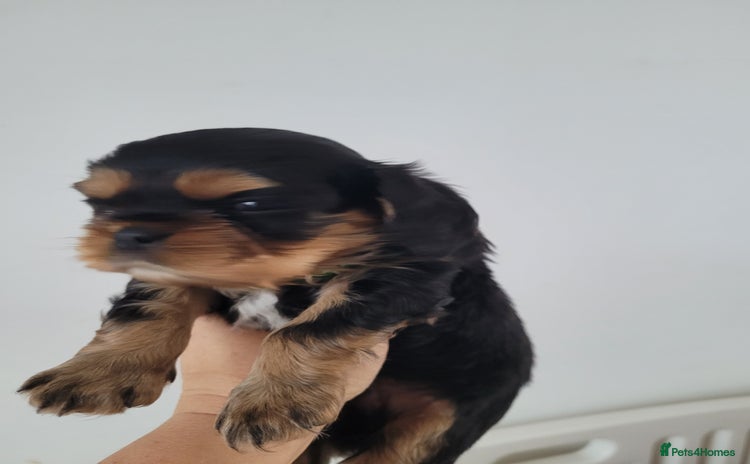 Cavalier King Charles Spaniel dogs - Advert 4