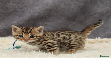 Bengal cats - Advert 10