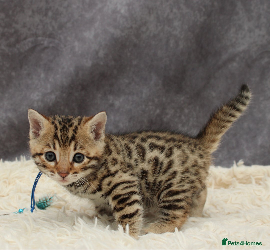 Bengal cats for sale: 🔥Stunning Bengals ready for reservation🔥 - Image 3