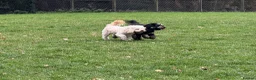 Cockapoo dogs for sale: Rehoming Cockapoo x2 - Advert 5